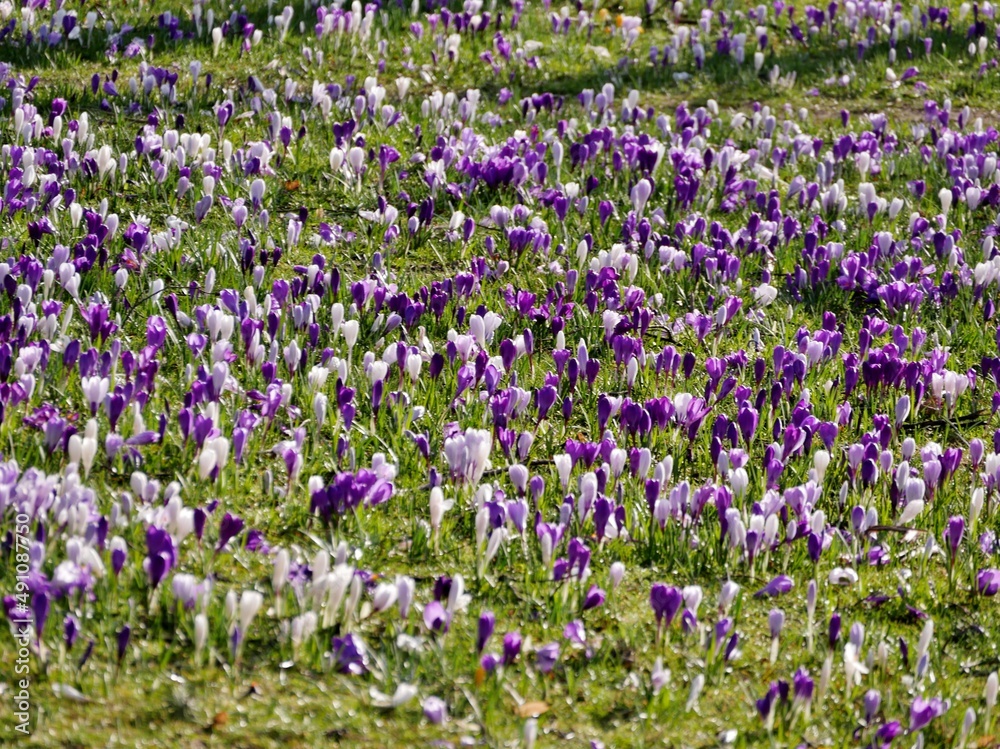 Lila Krokusse auf der Wiese Lila Krokusse auf der Wiese