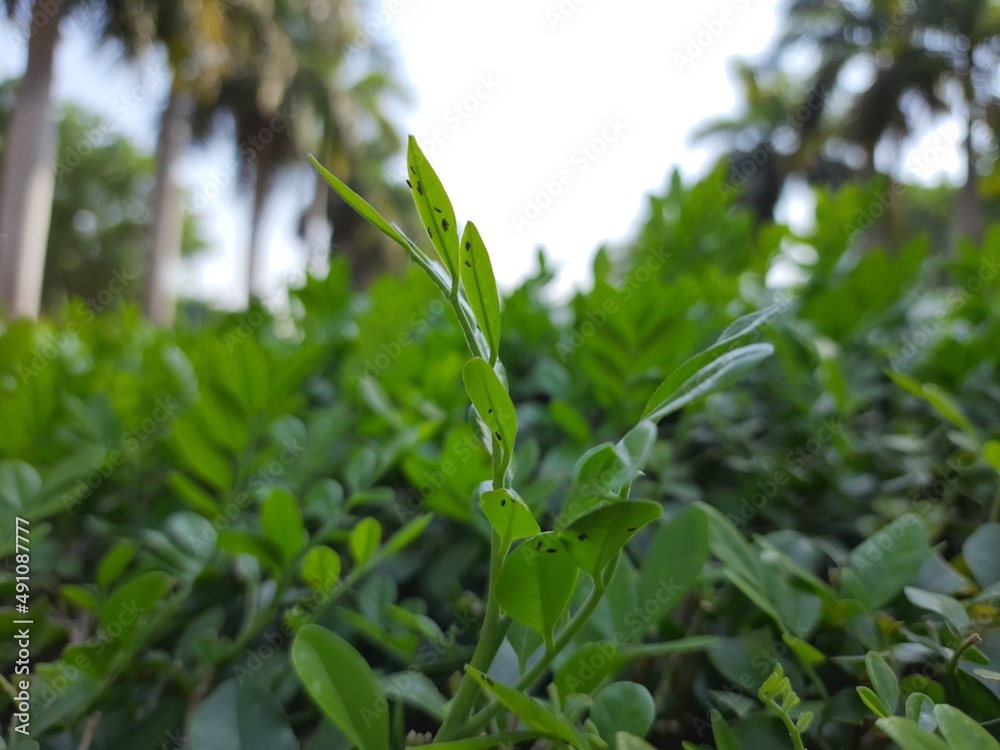Obraz premium green leaves of a plant