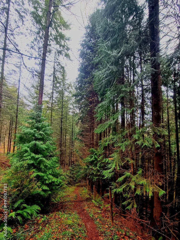 Fototapeta premium path in the woods