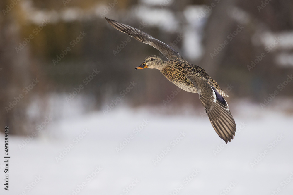Obraz premium Mallard ducks flying in winter