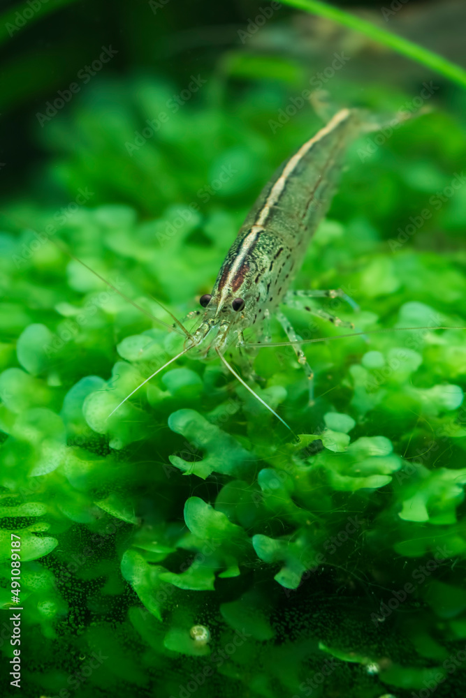 Amano Shrimp (Caridina Multidenata) in planted aquarium
