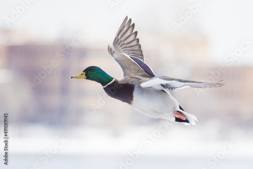 Mallard ducks flying in winter