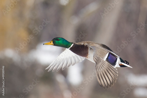 Mallard ducks flying in winter