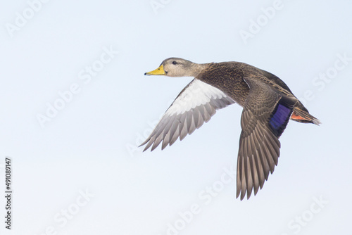  American black duck (Anas rubripes) in flight