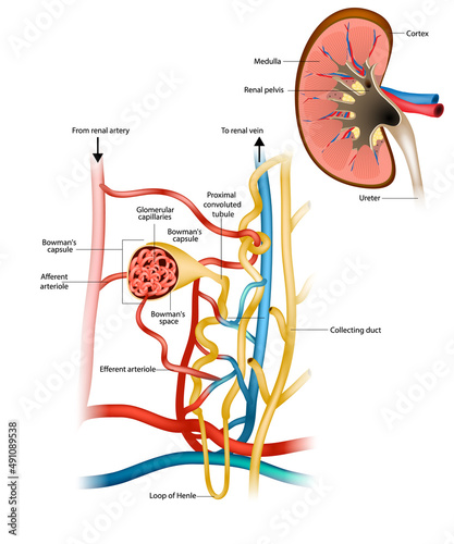 Structure of the Nephron and Glomerular filtration or glomerulus. Nephrology. Renal physiology. Bowman's capsule. photo