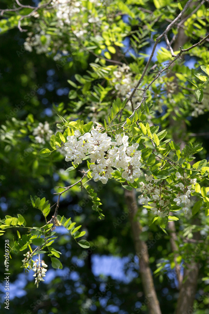 View of robinia with wonderful flowers