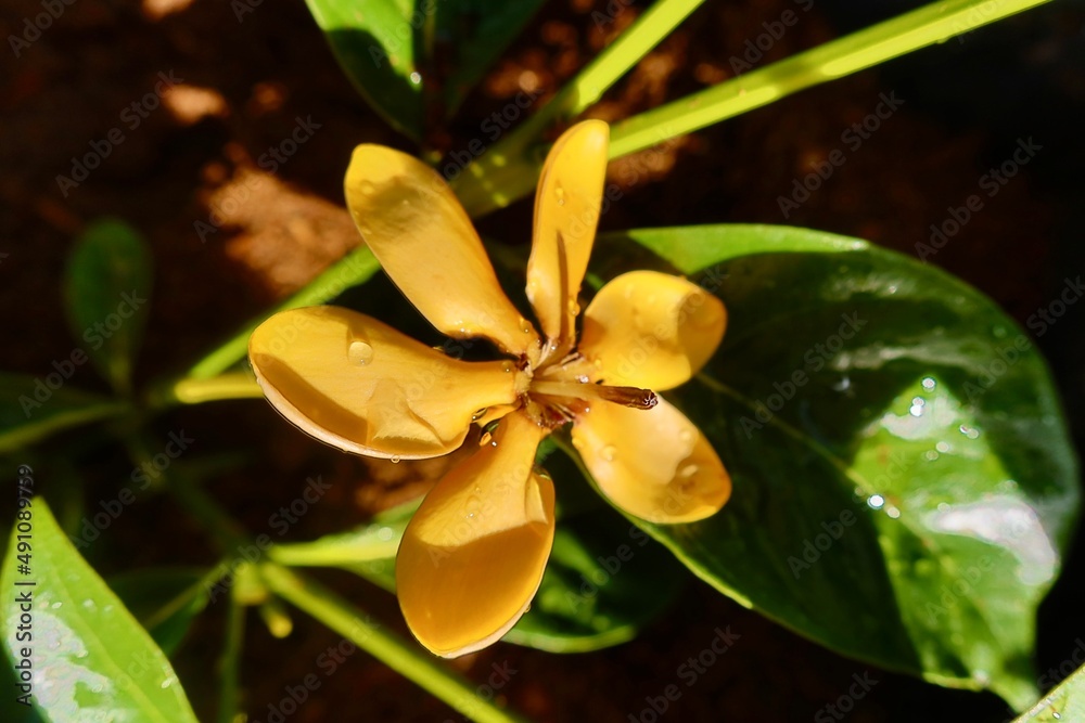 Yellow flower in a tropical garden from French Polynesia Yellow flower in a tropical garden from French Polynesia