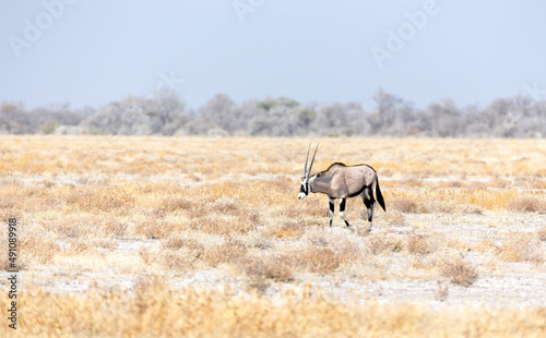 View of oryx in national park