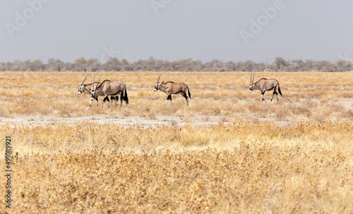 View of oryx in national park