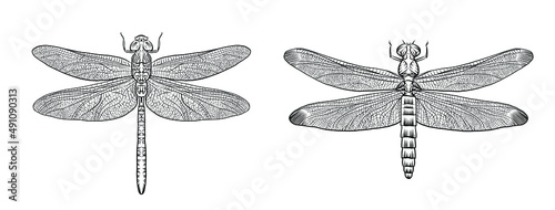 Hand drawn outline vector dragonfly, detailed tattoo ink style, realistic engraved illustration