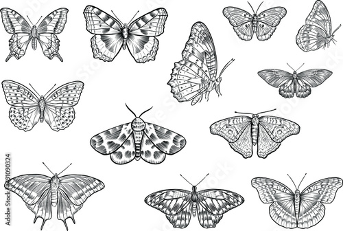 Seamless pattern with black outline butterflies pattern