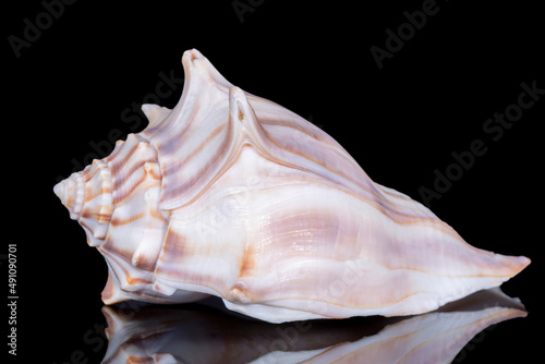 Single sea shell of Aliger gigas known as the queen conch isolated on black background, close up