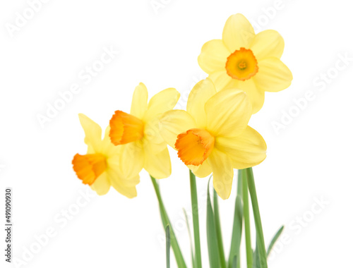 Jonquil flower isolated on white background.
