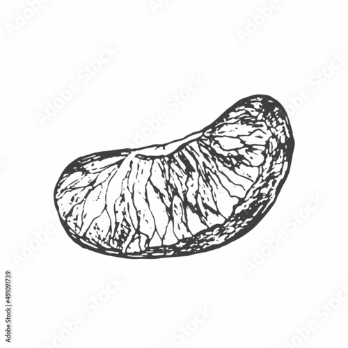 Fruit illustration with Orange slice in engraving stile. Sweet and fresh fruit element for menu, greeting cards, wrapping paper, cosmetics packaging, labels, tags, posters etc