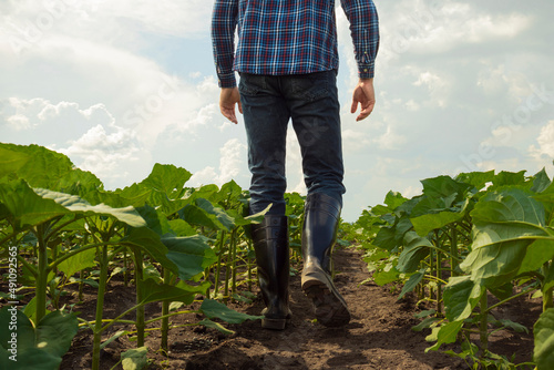 young farmer businessman in a plaid shirt inspects a sunflower field