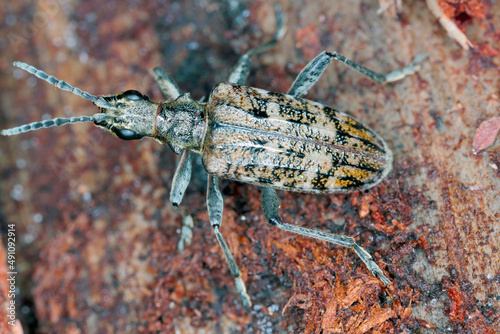 Принти на полотні Ribbed pine borer - Rhagium inquisitor on wood.