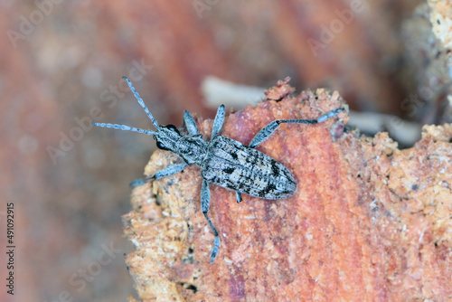 Принти на полотні Ribbed pine borer - Rhagium inquisitor on wood.