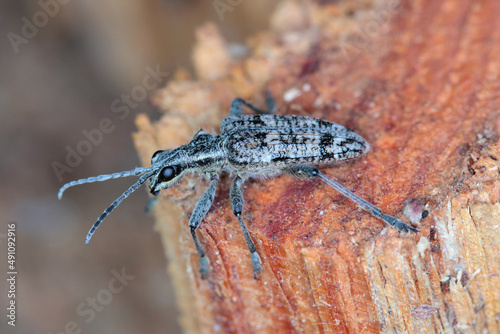 Photography Ribbed pine borer - Rhagium inquisitor on wood.