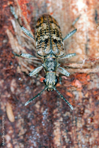 Ribbed pine borer - Rhagium inquisitor on wood. photo