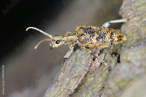 Longhorn Beetle Rhagium sycophanta (Cerambycidae) sitting on oak bark, macro photo