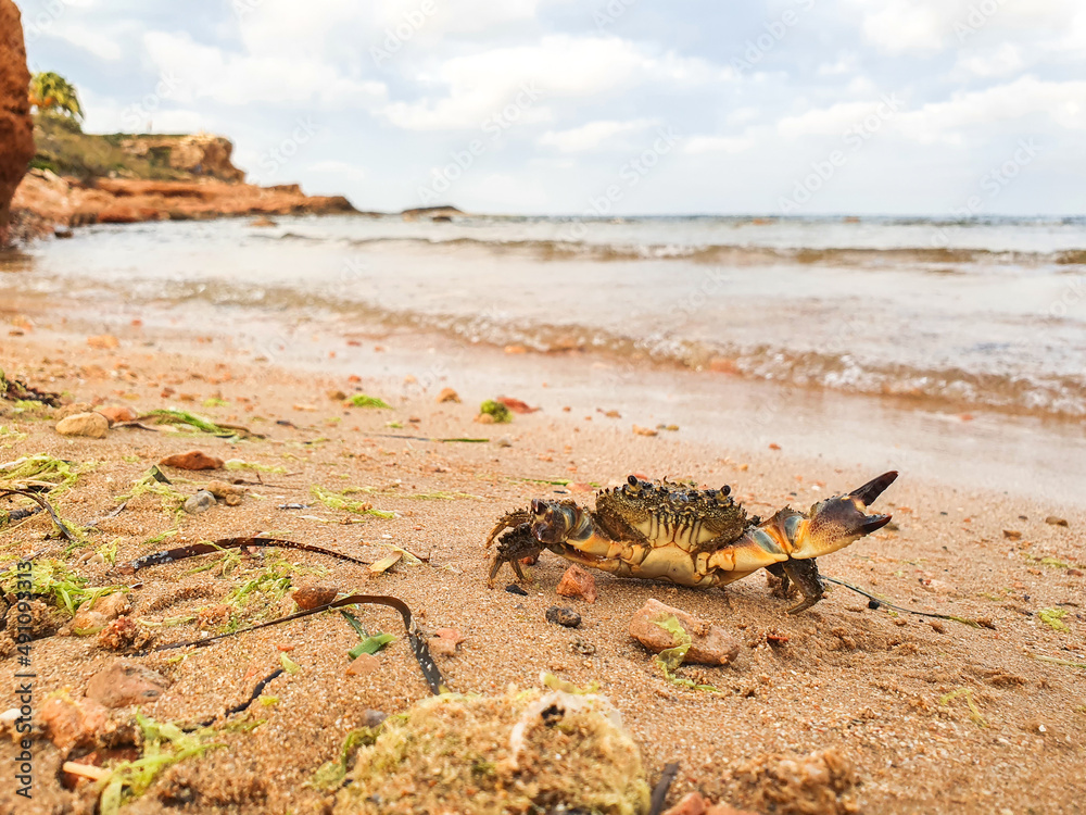 Obraz premium Eriphia verrucosa o cangrejo peludo en la Costa Blanca mediterránea