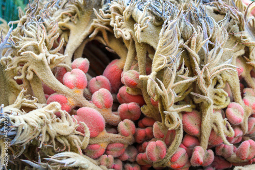 Semillas o fruto de cica o falsa palmera (Cycas revoluta)