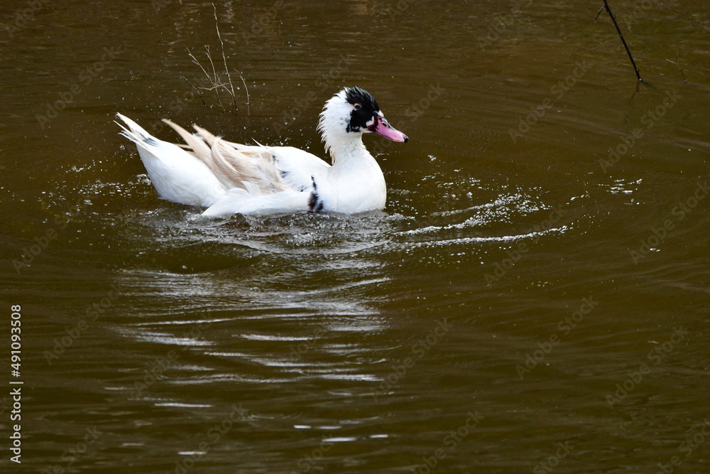 Fototapeta premium PATO