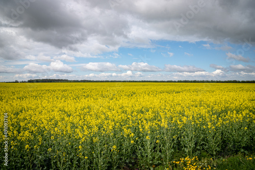 Field of rapeseed, canola or colza, in latin brassica napus Rape seed is plant for green energy and oil industry	