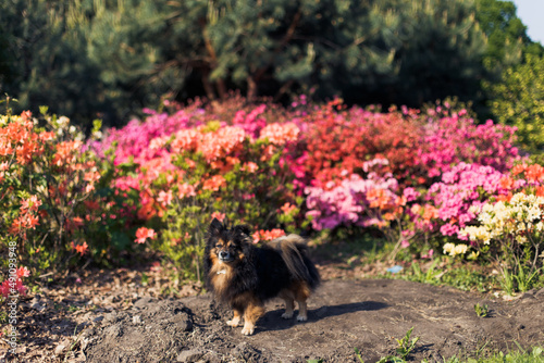 portrait of a dark purebred small dog on the background of a flower bed