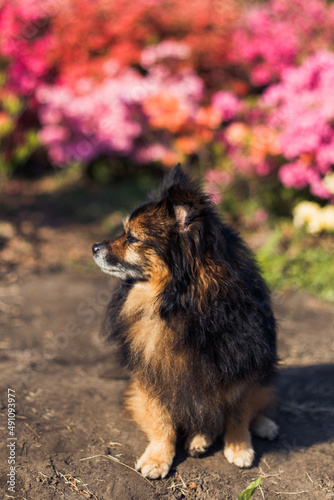 portrait of a dark purebred small dog on the background of a flower bed