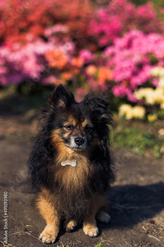 portrait of a dark purebred small dog on the background of a flower bed