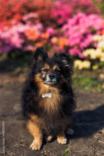 portrait of a dark purebred small dog on the background of a flower bed