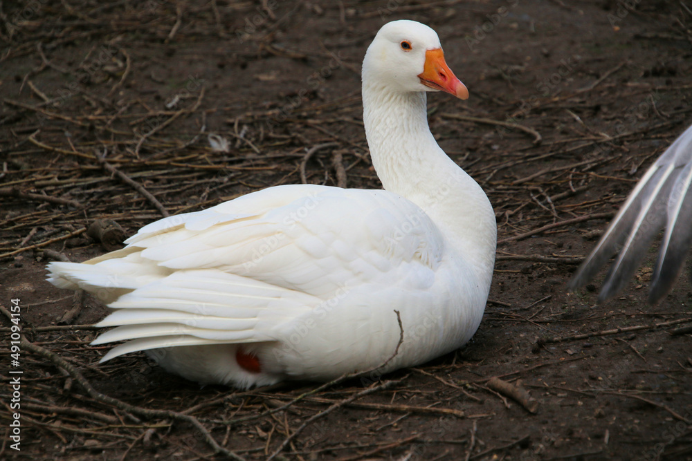 A cloase up of a White Goose A cloase up of a White Goose