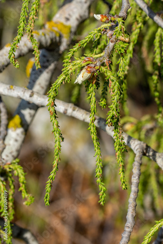 Vertical photo of the flowers and small fruits of a White Poplar (Platycapnos spicata)