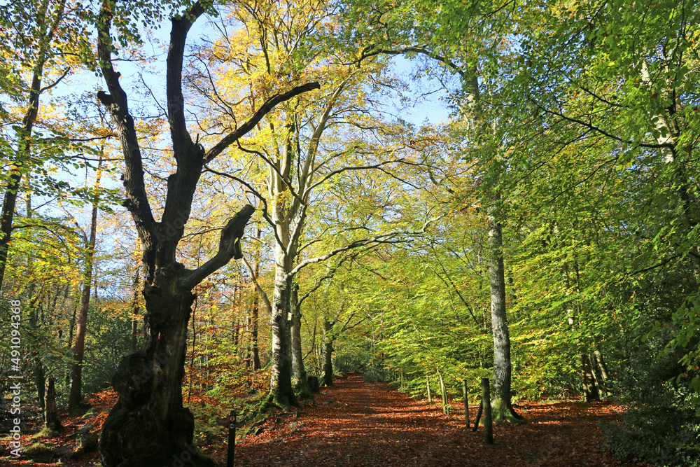 Decoy country park in Autumn