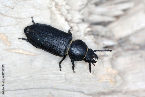 black long horn beetle - Spondylis buprestoides on wood. © Tomasz