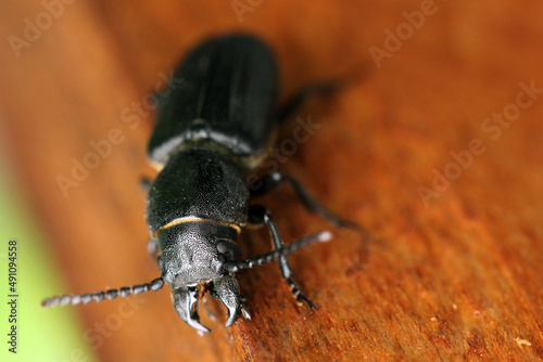 black long horn beetle - Spondylis buprestoides on wood. © Tomasz