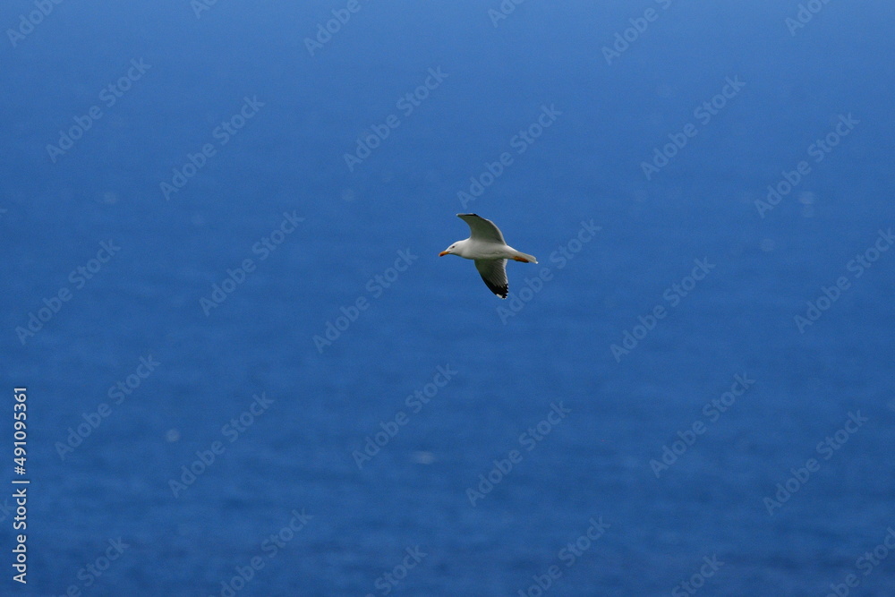 GAVIOTA PATIAMARILLA