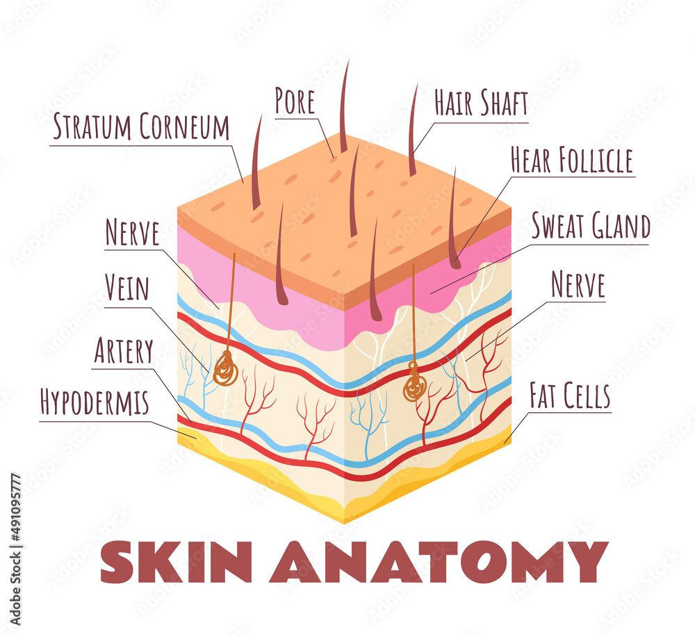 Human skin layers infographic isolated concept. Vector flat graphic