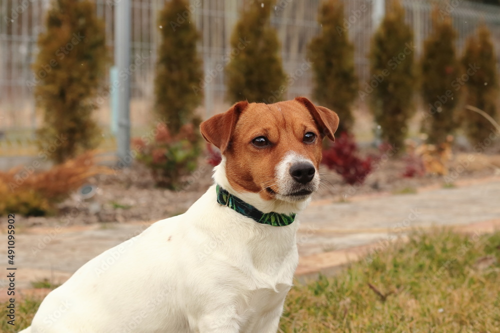 Rasowy pies Jack Russell Terrier z drobnymi płatkami śniegu.