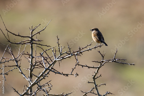 Saxicola, Marlough Beach, Northern Ireland, UK