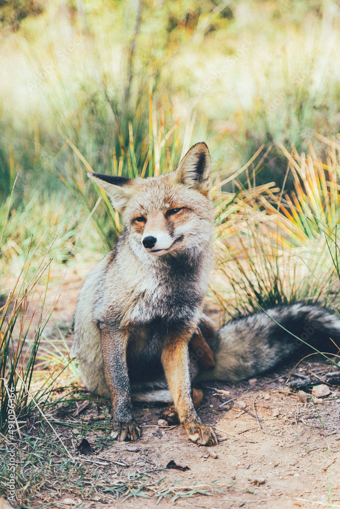 Fototapeta premium Zorro ibérico salvaje en la naturaleza disfrutando de su libertad en su hábitat natural