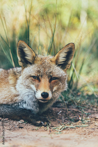 Zorro ibérico salvaje en la naturaleza disfrutando de su libertad en su hábitat natural