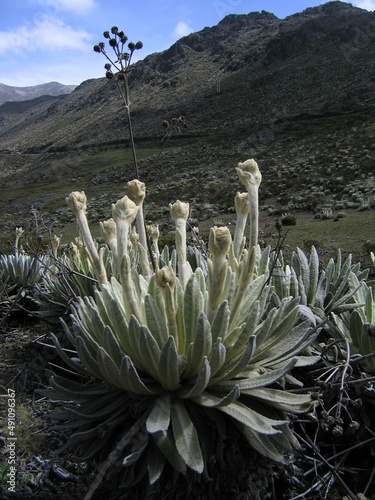 Landscapes of the mountains of Venezuela, the beginning of the Andean mountain range in Merida. Frailejón de páramo (Espeletia) native flora of Venezuela.