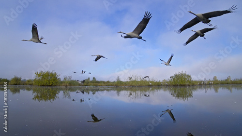 Flock of birds in flight over water. Birds fly over lake. Common crane, Grus grus