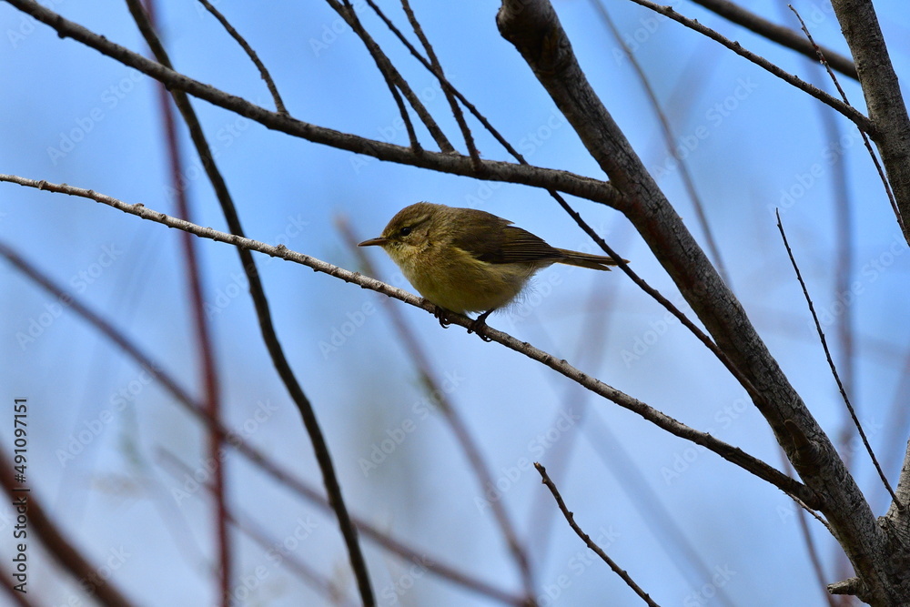 Fototapeta premium MOSQUITERO