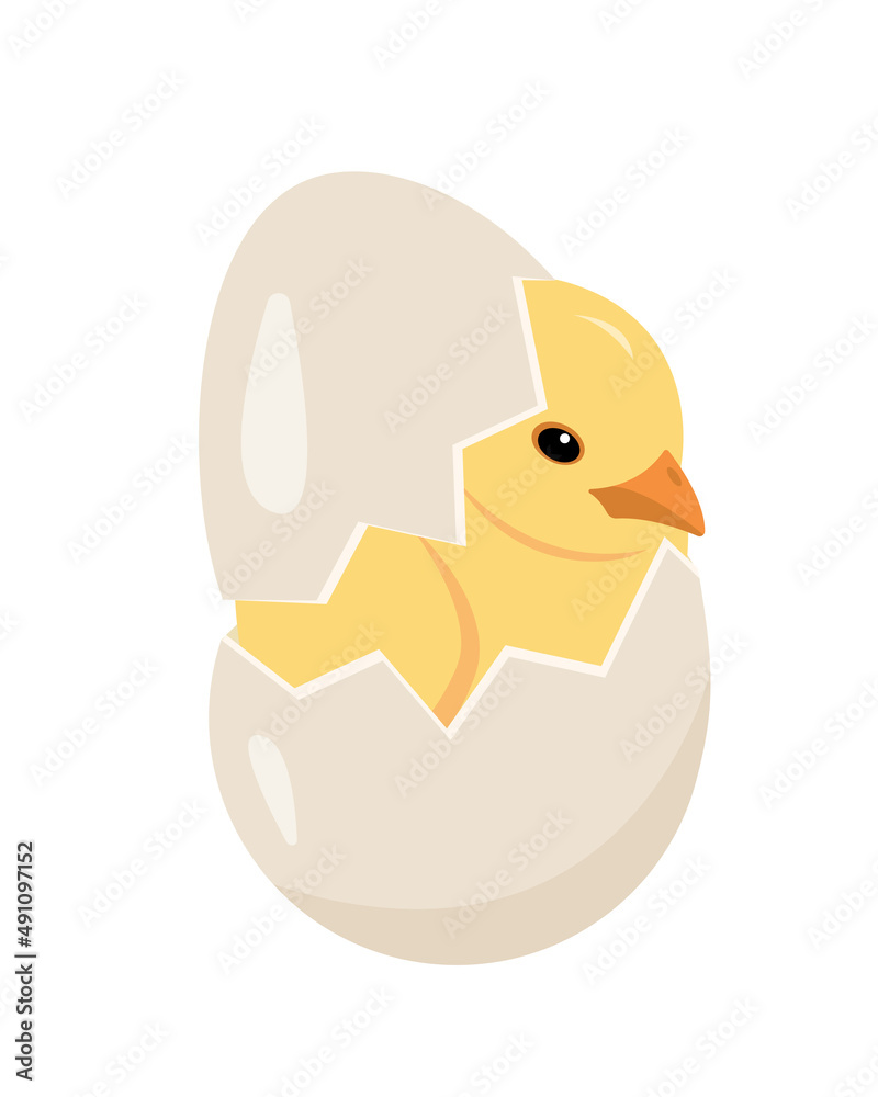 Fototapeta premium Little yellow chicken in cracked egg. Newborn cute chick, small bird hatching from egg. Farm or Easter concept vector illustration isolated on white background.