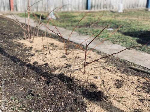 Preparation of raspberry bushes in early spring. sawdust mulching.