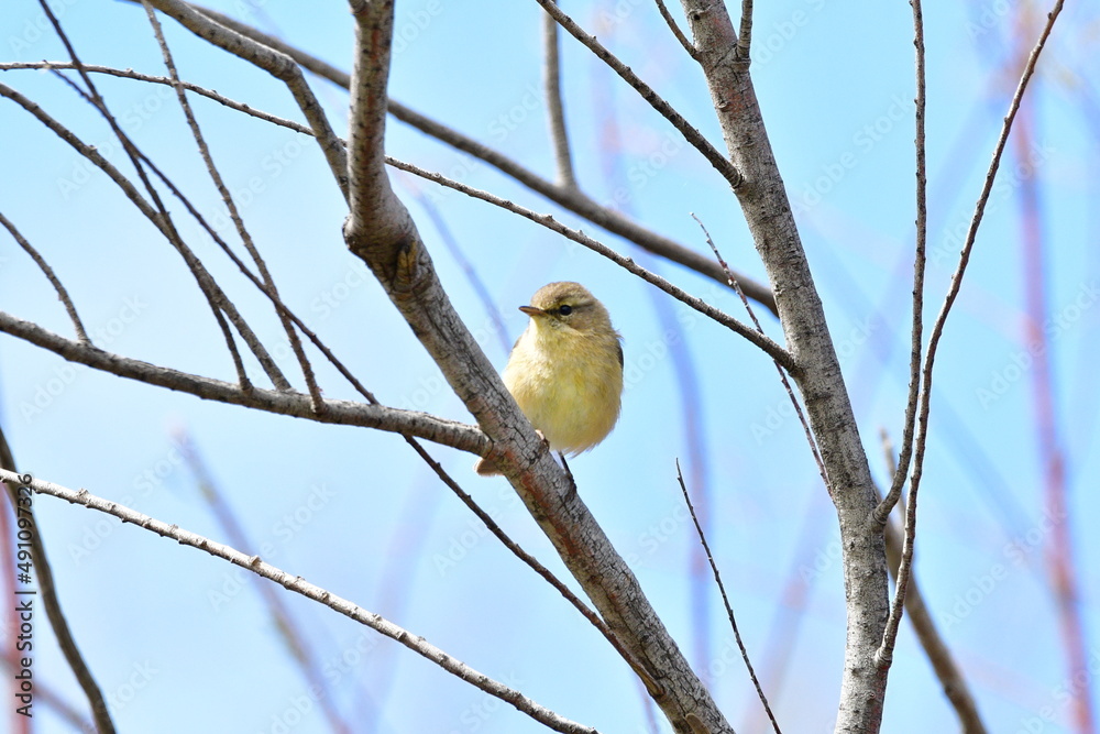 MOSQUITERO MOSQUITERO