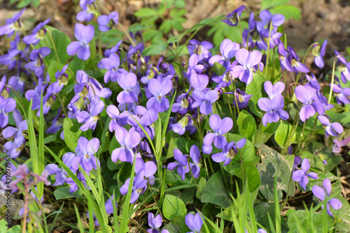Violet  Viola odorata  grows in the wild